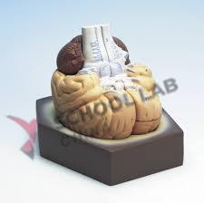 Human Brain Model - 2 Part